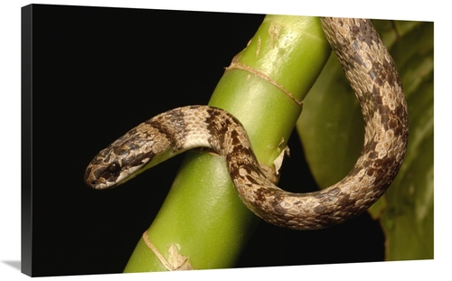 Global Gallery GCS-453185-2436-142 24 x 36 in. Mollusc-Eating Snake No