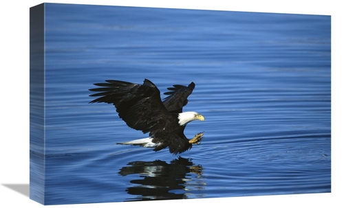 Global Gallery GCS-453294-1218-142 12 x 18 in. Bald Eagle Striking At 