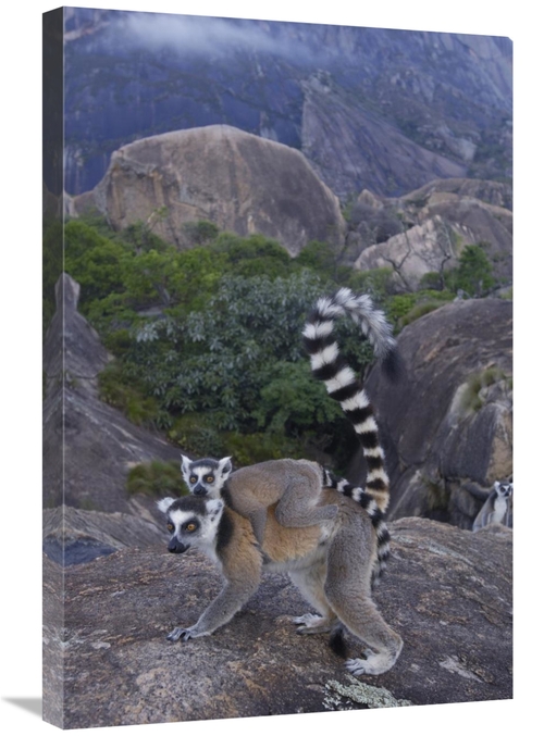 Global Gallery GCS-453243-2030-142 20 x 30 in. Ring-Tailed Lemur & You