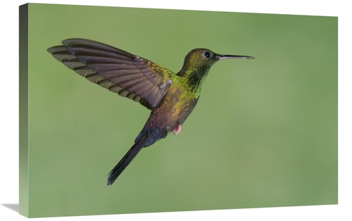 Global Gallery GCS-397379-2030-142 20 x 30 in. Red-Footed Plumeleteer 