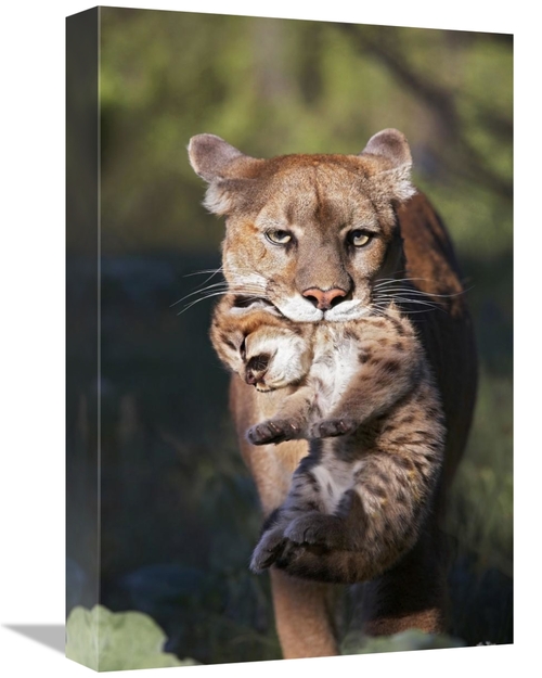 Global Gallery GCS-452204-1218-142 12 x 18 in. Mountain Lion Mother Ca