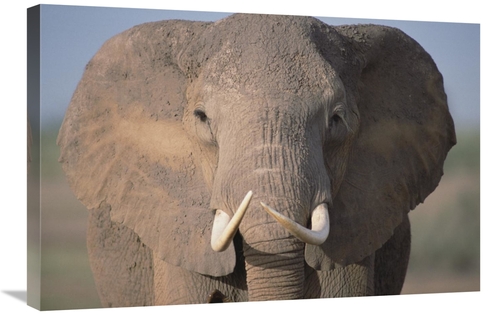 Global Gallery GCS-452790-2030-142 20 x 30 in. African Elephant Close-