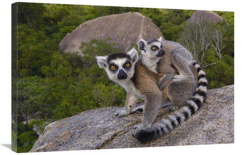 Global Gallery GCS-453241-2436-142 24 x 36 in. Ring-Tailed Lemur & You