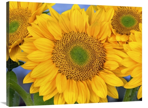 Global Gallery GCS-396748-3040-142 30 x 40 in. Common Sunflower Group 