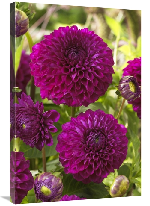 Global Gallery GCS-398379-2436-142 24 x 36 in. Dahlia Boom Boom Purple