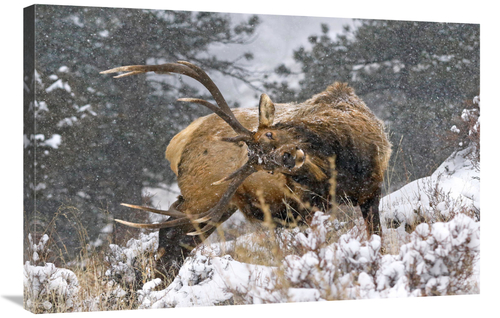 Global Gallery GCS-486483-36-142 36 in. Clearing his Antlers Art Print