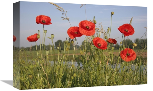 Global Gallery GCS-398170-1218-142 12 x 18 in. Red Poppy Flowering on 