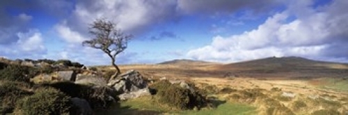 Panoramic Images PPI141342L Crooked tree at Feather Tor  Staple Tor  D