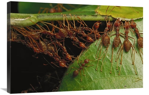 Global Gallery GCS-451007-2436-142 24 x 36 in. Weaver Ants Building Ne