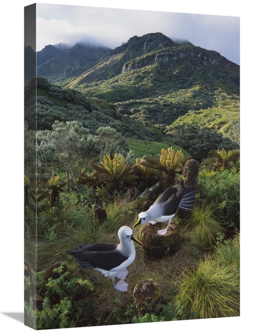 Global Gallery GCS-451813-1624-142 16 x 24 in. Yellow-Nosed Albatross 