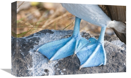 Global Gallery GCS-397352-1218-142 12 x 18 in. Blue-Footed Booby Feet&