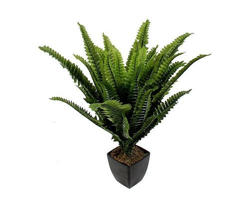 Boston Fern In Pot 43 Cm