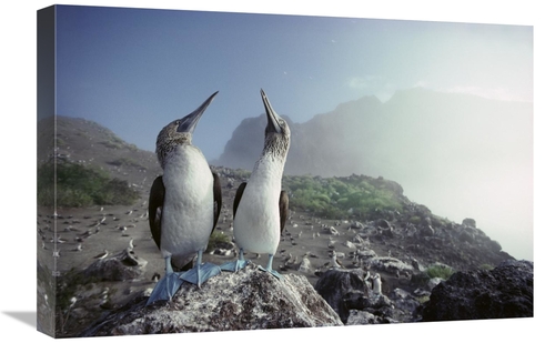 Global Gallery GCS-451151-1624-142 16 x 24 in. Blue-Footed Booby Pair&