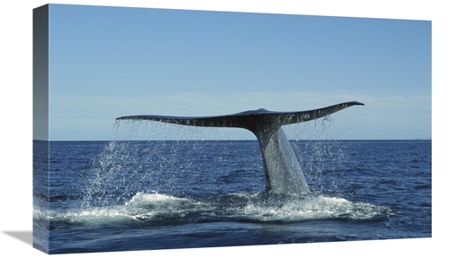 Global Gallery GCS-451685-22-142 22 in. Blue Whale Raising Fluke for D