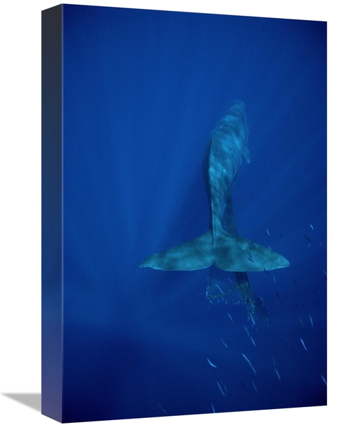 Global Gallery GCS-450609-1218-142 12 x 18 in. Sperm Whale Entangled i