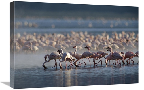 Global Gallery GCS-397089-1624-142 16 x 24 in. Lesser Flamingo Group F