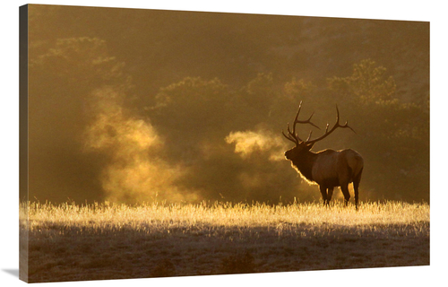 Global Gallery GCS-486570-40-142 40 in. Frosty Morning Bull Elk Art Pr