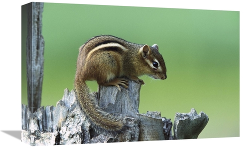 Global Gallery GCS-452558-1218-142 12 x 18 in. Eastern Chipmunk on Sna