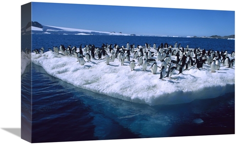 Global Gallery GCS-453392-1218-142 12 x 18 in. Adelie Penguins on Icef