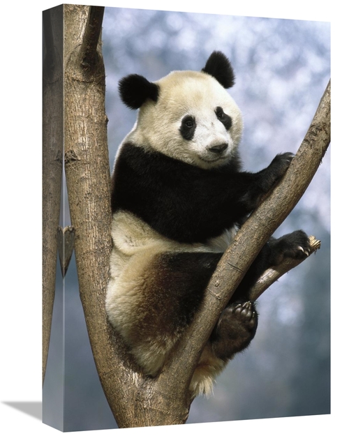 Global Gallery GCS-397897-1218-142 12 x 18 in. Giant Panda Wolong Vall