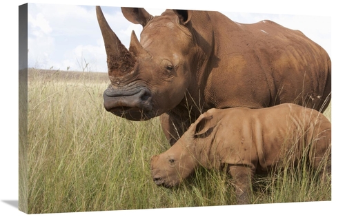 Global Gallery GCS-395479-2030-142 20 x 30 in. White Rhinoceros Mother
