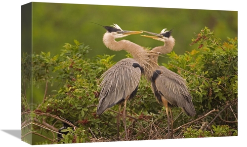 Global Gallery GCS-453344-1218-142 12 x 18 in. Great Blue Heron Pair I