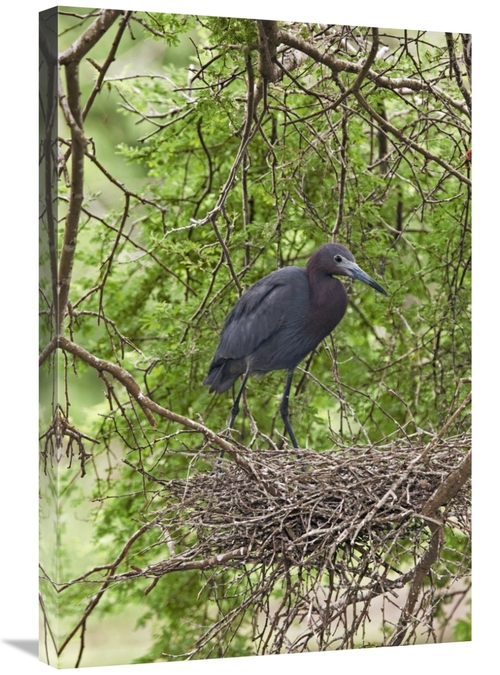 Global Gallery GCS-453353-2030-142 20 x 30 in. Little Blue Heron on Ne