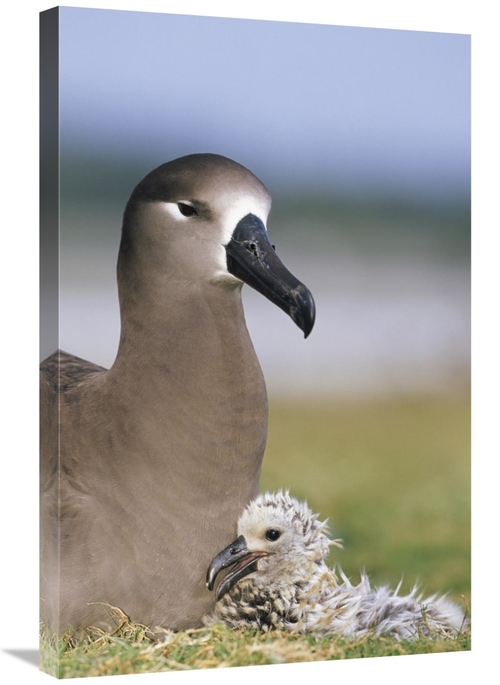 Global Gallery GCS-451440-2030-142 20 x 30 in. Black-Footed Albatross 