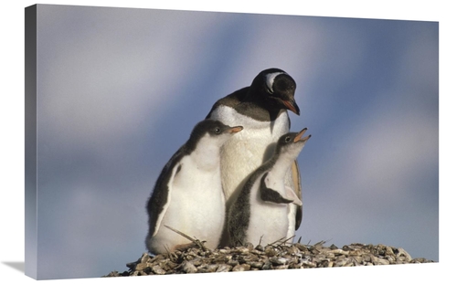 Global Gallery GCS-452895-2030-142 20 x 30 in. Gentoo Penguin Chicks B