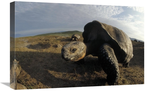 Global Gallery GCS-451387-1624-142 16 x 24 in. Galapagos Giant Tortois