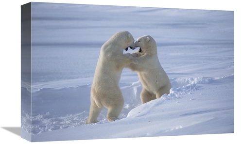 Global Gallery GCS-450940-1218-142 12 x 18 in. Polar Bear Males Sparri