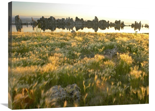 Global Gallery GCS-396961-2432-142 24 x 32 in. Squirreltail Barley & T