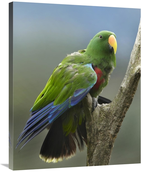 Global Gallery GCS-396299-2835-142 28 x 35 in. Eclectus Parrot Male&#4