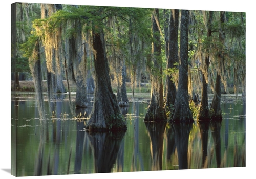 Global Gallery GCS-396531-3040-142 30 x 40 in. Bald Cypress Swamp,