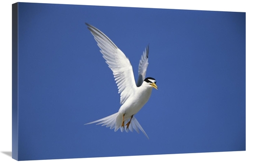 Global Gallery GCS-453273-2436-142 24 x 36 in. Least Tern Flying Again