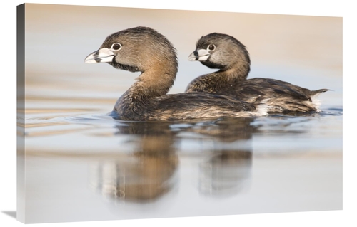 Global Gallery GCS-397426-2436-142 24 x 36 in. Pied-Billed Grebe Pair 