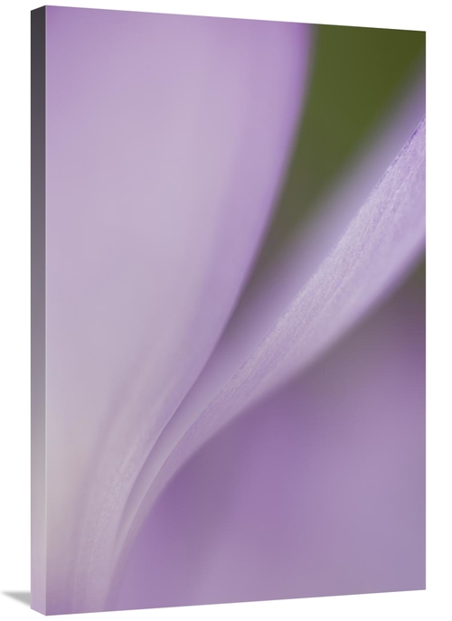 Global Gallery GCS-397862-2436-142 24 x 36 in. Spring Crocus Detail&#4