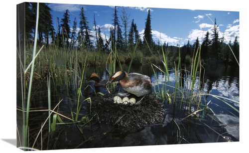 Global Gallery GCS-451917-1624-142 16 x 24 in. Horned Grebe Pair At Ne