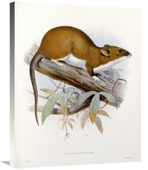 Global Gallery GCS-268186-30-142 30 in. Nectoma Ferruginea Art Print -