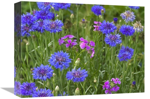 Global Gallery GCS-396752-1216-142 12 x 16 in. Cornflower & Pointed Ph