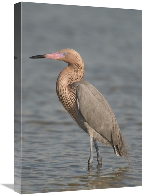 Global Gallery GCS-397308-1624-142 16 x 24 in. Reddish Egret, Fort