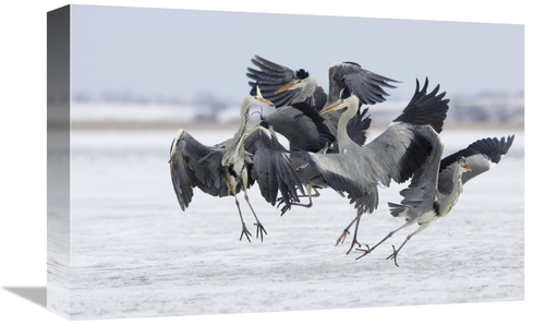 Global Gallery GCS-452608-1218-142 12 x 18 in. Grey Heron Group Fighti