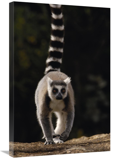 Global Gallery GCS-453242-2030-142 20 x 30 in. Ring-Tailed Lemur, 