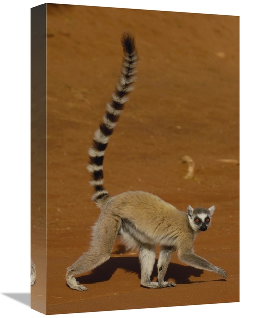 Global Gallery GCS-453236-1218-142 12 x 18 in. Ring-Tailed Lemur Walki