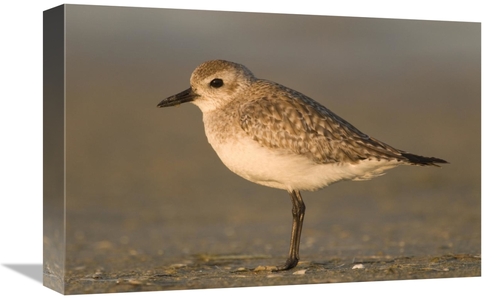 Global Gallery GCS-397340-1218-142 12 x 18 in. Black-Bellied Plover&#4