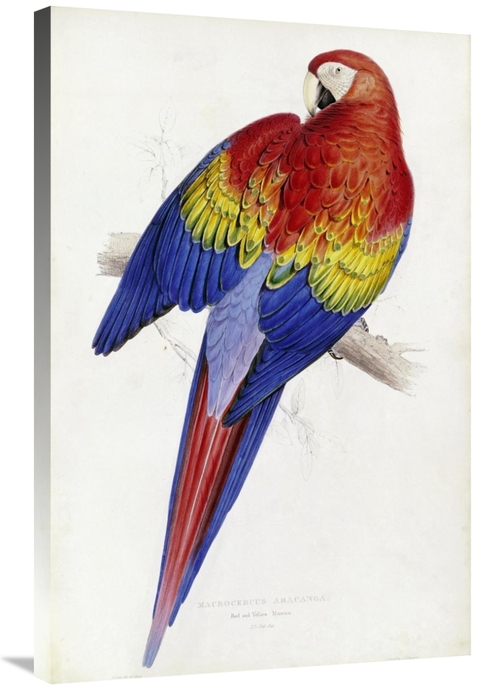 Global Gallery GCS-266738-36-142 36 in. Red & Yellow Maccaw Art Print 