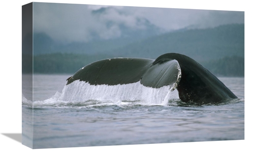 12 x 18 in. Humpback Whale Tail, Alaska Art Print - Flip Nicklin