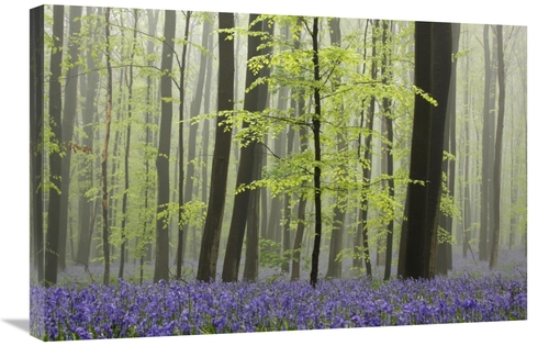 Global Gallery GCS-398002-2030-142 20 x 30 in. Bluebell Carpet in the 