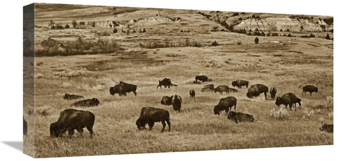 Global Gallery GCS-459569-1224-142 12 x 24 in. American Bison Herd Gra