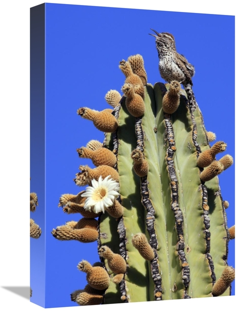 Global Gallery GCS-398110-1218-142 12 x 18 in. Cactus Wren Singing Ato